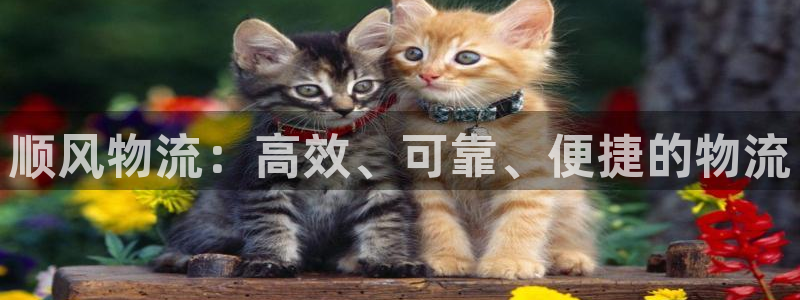 超凡国际官网入口pc29官网版：顺风